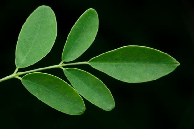 Drumstick tree leaf, Moringa oleifera, Satara, Maharashtra, India Drumstick tree leaf, Moringa oleifera, Satara, Maharashtra, India Copyright: xZoonar.com RealityImagesx 17912665