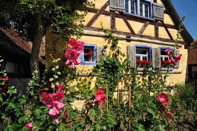 Blühende Stockrosen (Alcea rosea) vor dem Häckerhaus, erbaut 1706, Fränkisches Freilandmuseum, Bad Windsheim, Mittelfranken, Bayern, Deutschland, Europa