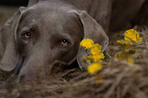 Weimaraner und Huflattich Weimaraner und Huflattich Copyright: xZoonar.com ChristianexWeimerx 18547038