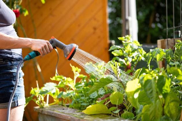 Watering vegetables and herbs in raised bed. Fresh plants and soil. Urban gardening: Watering fresh vegetables and herbs on fruitful soil in the own garden, raised bed. Copyright: xZoonar.com PatrickxDaxenbichlerx 18747012 ,model released, Symbolfoto ,property released