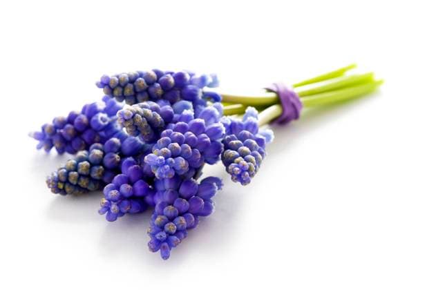 small bunch of grape hyacinth Copyright: xLeexAvisonx xDesignxPicsx , 31945980  Copyright: LeexAvisonx xDesignxPics 31945980