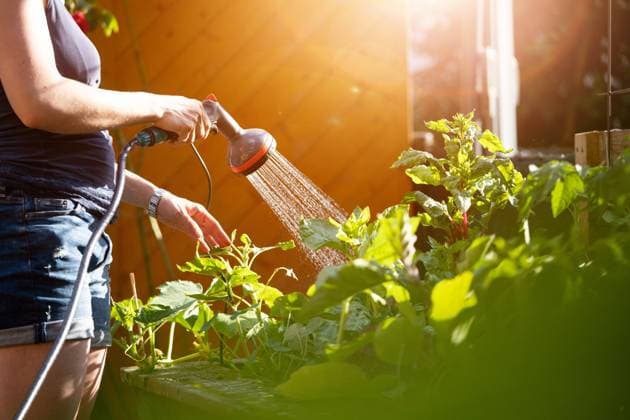 Alternative woman watering vegetables and herbs in raised bed. Fresh plants and soil. Urban gardening: Alternative woman watering fresh vegetables and herbs on fruitful soil in the own garden, raised bed. Copyright: xZoonar.com PatrickxDaxenbichlerx 18747083 ,model released, Symbolfoto ,property released