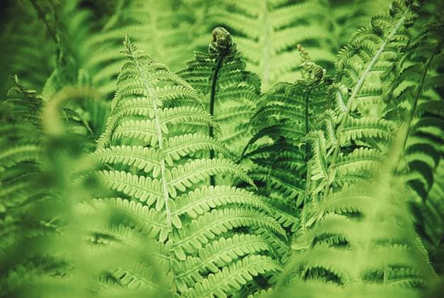 Fern growing in spring forest, natural background on green fern leaves Fern growing in spring forest, natural background on green fern leaves Copyright: xZoonar.com NadezhdaxSobolevax 18762519
