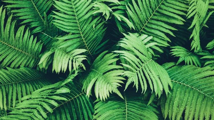Green fern plants, overhead view for botanical background, Ostrich fern growing in the forest Green fern plants, overhead view for botanical background, Ostrich fern growing in the forest Copyright: xZoonar.com NadezhdaxSobolevax 18771380