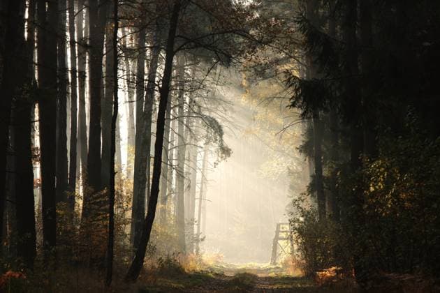 IMAGO Creative, Jahreszeit Frühling, Licht und Sonne Forest path at sunrise The rays of light pass through the pine trees and fall into the autumn forest. Copyright: xZoonar.com PaulxAniszewskix 18846247