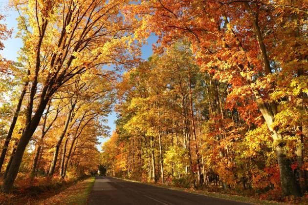 IMAGO Creative, Jahreszeit Herbst auf dem Land Autumn forest Country road among oaks on a sunny autumn morning. Copyright: xZoonar.com PaulxAniszewskix 18846309