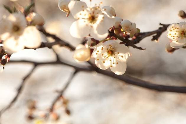 IMAGO Creative, Jahreszeit Frühling, Licht und Sonne Blooming cherry tree Spring flowers on a blooming cherry tree during sunrise. Copyright: xZoonar.com PaulxAniszewskix 18846320
