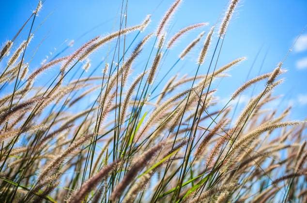 Flower foxtail weed in the green nature Copyright: xPeerasithxChaisanitx xDesignxPicsx , 31949272 Copyright: PeerasithxChaisanitx xDesignxPics 31949272