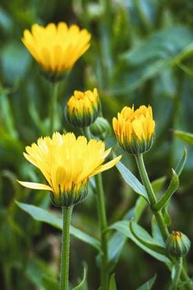 Calendula arvensis, Field marigold yellow flowers growing in herb garden Calendula arvensis, Field marigold yellow flowers growing in herb garden Copyright: xZoonar.com NadezhdaxSobolevax 19016910