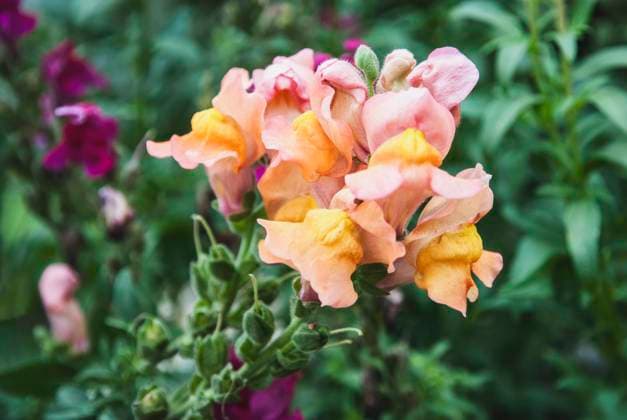 Snapdragon Antirrhinum majus flowers in the garden closeup Snapdragon Antirrhinum majus flowers in the garden closeup Copyright: xZoonar.com NadezhdaxSobolevax 19115524