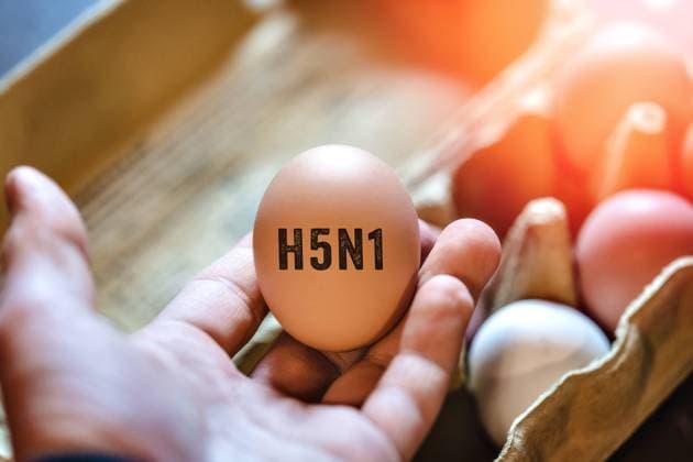 21 February 2023: One hand holding an egg with inscription: H5N1 in the hand. Avian flu and avian influenza of the H5N1 virus PHOTOMONTAGE *** Eine Hand hält ein Ei mit Aufschrift: H5N1 in der Hand. Vogelgrippe und Geflügelpest des H5N1 Virus FOTOMONTAGE