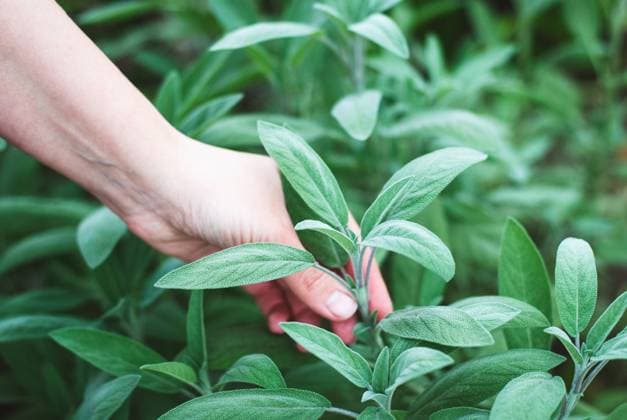 Hand picking fresh sage in herbs garden, growing sage for food and medicinal purposes Hand picking fresh sage in herbs garden, growing sage for food and medicinal purposes Copyright: xZoonar.com NadezhdaxSobolevax 19248545