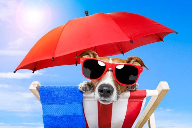 dog sunbathing on a deck chair with red umbrella Copyright: xJavierxBroschx xDesignxPicsx , 32018100 Copyright: VladimirxGorbunovx xDesignxPics 32018100
