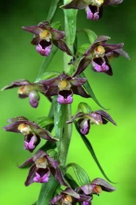 Breitblättrige Stendelwurz (Epipactis helleborine) Breitblättrige Stendelwurz (Epipactis helleborine) Blüte Nahansicht Copyright: xZoonar.com JürgenxVogtx 4180089