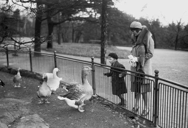 ARKIV 1930 Mamma med sitt barn tittar pa gässen pa Skansen Stockholm Sverige x1900x *** ARKIV 1930 Mother with her child watching the geese at Skansen Stockholm Sweden x1900x  Copyright: xTTxHISTORICALx SKANSENBESÖKARE