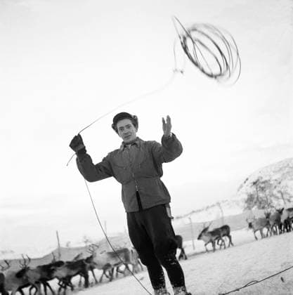 SAPMI 1946 Seed with lasso at the reindeer herding Sapmi Sweden x1902x  Copyright: xTTxHISTORICALx RENSKILJNING