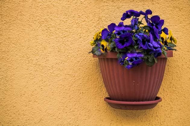 burano, italy - 14.03.2019 - flower pot on a house wall in the old town burano, italy - 14.03.2019 - flower pot on a house wall in the old town Copyright: xZoonar.com ArTox 15649251