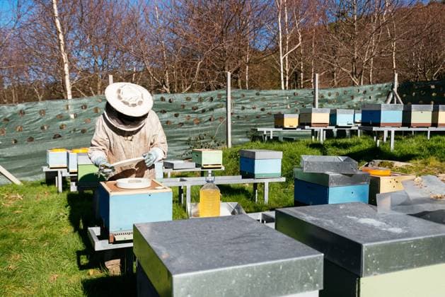 IMAGO Creative, Biodynamische Landwirtschaft Anonymous male beekeeper in protective costume and gloves standing near beehive while collecting honey during work day in apiary AidaMartinez_ID12741_386608_034 Copyright: xAidaxMartinezx Model Released