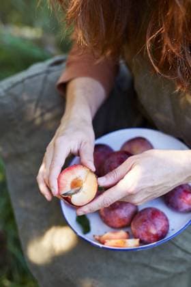 IMAGO Creative, Jahreszeit Sommer, Food, Pflaume Unrecognizable female with ripe plum in hands sitting in green garden on sunny summer day GeorgiaGold_ID12861_391056_017 Copyright: xGeorgiaxGoldx Model Released