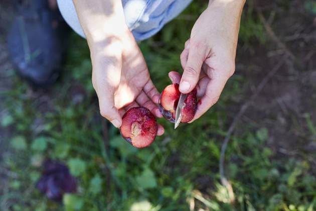 IMAGO Creative, Jahreszeit Sommer, Food, Pflaume Unrecognizable female with ripe plum in hands standing in green garden on sunny summer day GeorgiaGold_ID12861_391059_020 Copyright: xGeorgiaxGoldx Model Released