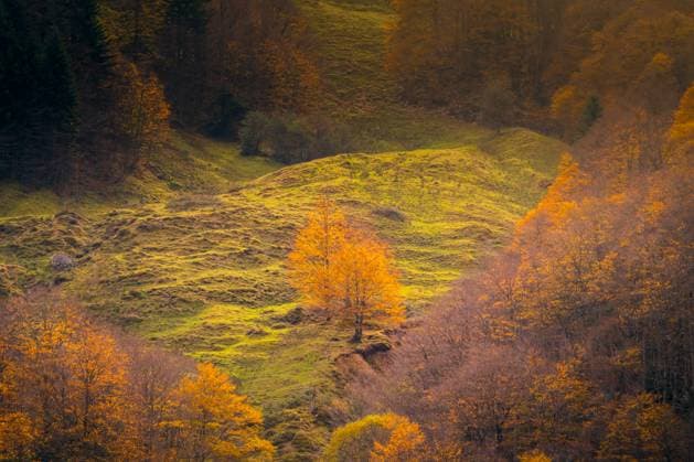 Aerial view of colorful autumn trees growing on hilly terrain in woods of Ordesa y Monte Perdido National Park JavierMartinez_ID12785_387831_001 Copyright: xJavierxMartinezx Model Released