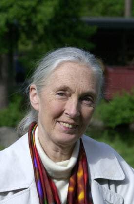 Kolmarden 000628 - Jane Goodall, schimpansforskare. STOCKHOLM SVERIGE x1001x *** Kolmarden 000628 Jane Goodall, chimpanzee researcher STOCKHOLM SWEDEN x1001x  Copyright: xJanxCollsiööx