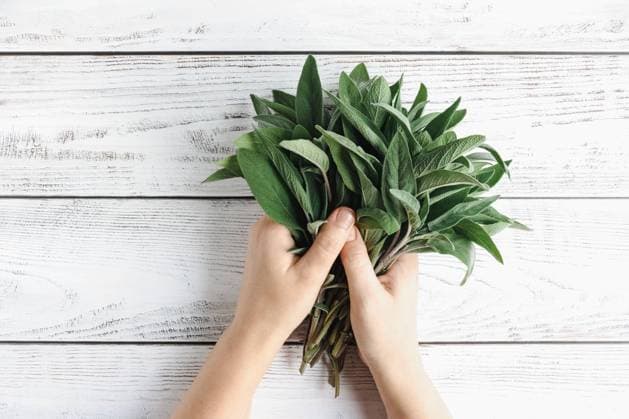 Fresh green sage in hands, white wooden table background, copy space Fresh green sage in hands, white wooden table background, copy space Copyright: xZoonar.com NadezhdaxSobolevax 19424334
