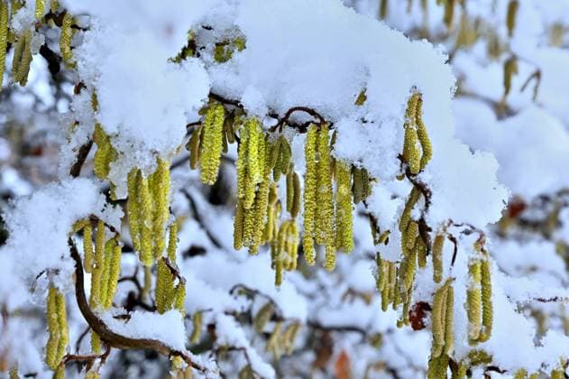 Wintereinbruch in Deutschland . Eine schwere Schneelast liegt auf den Ästen der Korkenzieherhasel. Eisenärzt Bayern Deutschland *** Winter onset in Germany A heavy snow load lies on the branches of the corkscrew hazel Eisenärzt Bavaria Germany Copyright: xRolfxPossx