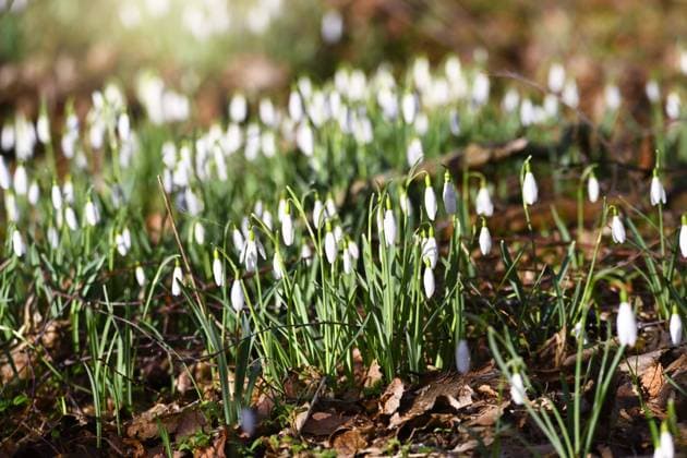 FrÃ¼hlingsboten: SchneeglÃ¶ckchen, Galanthus, im Naturschutzgebiet Kirchwerder Wiesen in Hamburg, Deutschland *** Spring messenger snowdrops, Galanthus, in the nature reserve Kirchwerder Wiesen in Hamburg, Germany ** NUR FUER REDAKTIONELLE ZWECKE ** EDITORIAL USE ONLY **