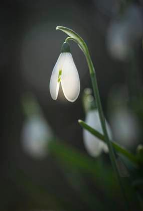  Schneeglöckchen (Galanthus nivalis), malerisch, impressionistisch, Bayern, Deutschland, Europa *** Snowdrops Galanthus nivalis , picturesque, impressionistic, Bavaria, Germany, Europe Copyright: imageBROKER/SonjaxKrebs ibxkre09059559.jpg