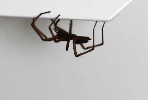 Hauswinkelspinne 22.02.2023, Ostramondra, Hauswinkelspinne (Tegenaria domestica, Syn.: T. derhami, T. domesticus) *** House angle spider 22 02 2023, Ostramondra, house angle spider Tegenaria domestica, Syn T derhami, T domesticus.