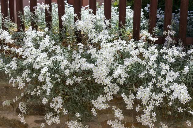 Filziges Hornkraut (Cerastium tomentosum) in Blüte an einer Mauer, wächst durch einen Zaun, Sachsen, Deutschland *** Felt hornwort Cerastium tomentosum in flower on a wall, growing through a fence, Saxony, Germany