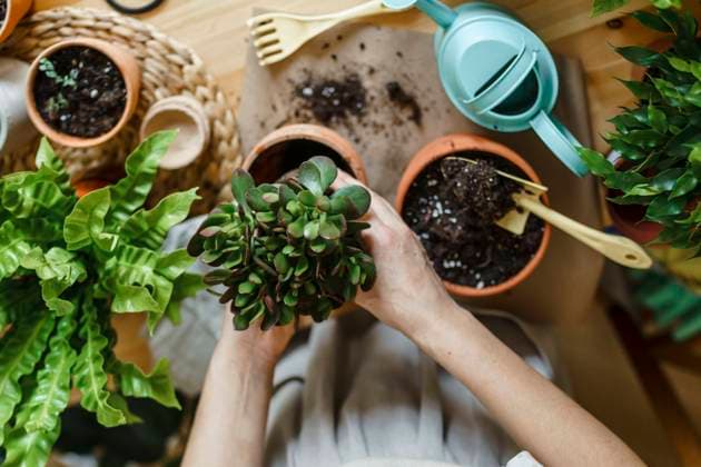 Woman repotting green plant in pot at home model released, Symbolfoto property released, VBUF00229