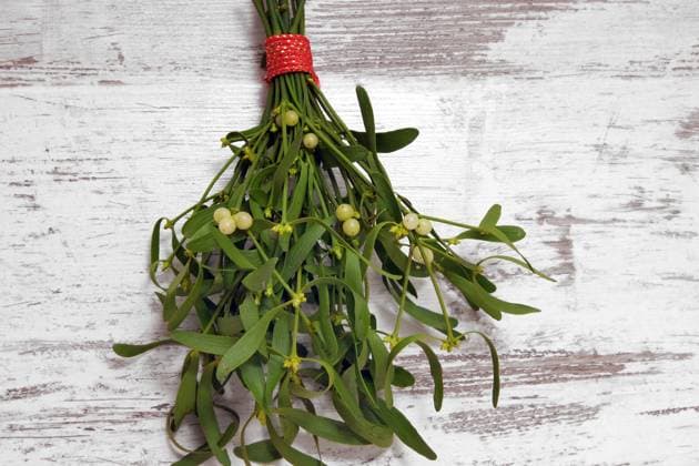 Laubholz-Mistel, Laubholzmistel (Viscum album subsp. album, Viscum album), Mistelzweig zu Weihnachten mistletoe (Viscum album subsp. album, Viscum album), brunch of misteltoe twigs with berries BLWS682012 *** Hardwood Mistletoe, Laubholzmistel Viscum Album subsp album, Viscum Album , Mistletoe to Christmas mistletoe Viscum Album subsp album, Viscum Album , Brunch of mistletoe twigs With Berries BLWS682012 Copyright: xblickwinkel R.xRebmannx