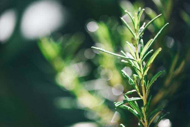RECORD DATE NOT STATED Organic rosemary plant growing in the garden for extracts essential oil Fresh rosemary herbs nature green background , selective focus; organisch Rosmarin Pflanze wachsend ÊIn der Garten für Extrakte unerlässlich Öl Frisch Rosmarin Kraeuter Natur Grün Hintergrund , selektive Fokus IST_23395_05477