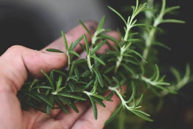 RECORD DATE NOT STATED rosemary herb, fresh rosemary on hand and natute garden background; Rosmarin herb, Frisch Rosmarin am handgeschnitzten und natute Garten Hintergrund IST_23395_13829