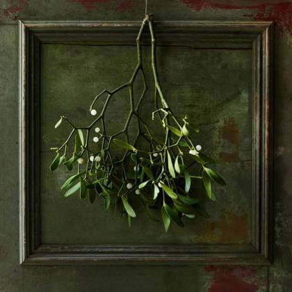 RECORD DATE NOT STATED Bunch Of Mistletoe Hanging Against Old Green Wood Background; Haufen des Mistel hängend gegen Alte Grün Holz Hintergrund IST_24068_02762