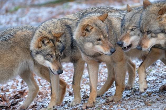 Europaeischer Grauwolf in Aktion Wolf