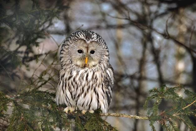 Habichtskauz, Habichts-Kauz, Uralkauz, Ural-Kauz (Strix uralensis), sitzt auf einem Ast im Fichtenwald, Vorderansicht, Deutschland ural owl (Strix uralensis), perching on a branch in the spruce forest, front view, Germany BLWS682111 *** ural owl, Hawk owlet, ural owl, Ural Mountains Kauz Strix uralensis , sits at a Ast at spruce forest, front view, Germany Ural Mountains OWL Strix uralensis , perching ON a Branch in The Spruce forest, Front view, Germany BLWS682111 Copyright: xblickwinkel S.xMeyersx