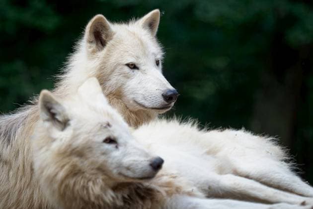 RECORD DATE NOT STATED Arctic wolf (Canis lupus arctos), also known as the white wolf or polar wolf; Arktis Wölfin Canis lupus arctos , auch bekannt als der weiß Wölfin Oder polaren Wölfin IST_26826_00925