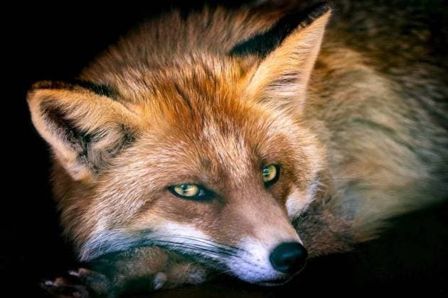 RECORD DATE NOT STATED European Red Fox (Vulpes vulpes); Europäische Roter Fuchs Vulpes vulpes IST_26826_01719