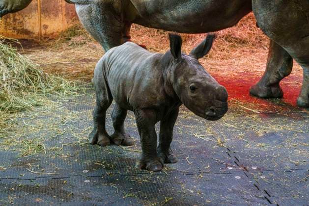 Bilder des Jahres 2023, Entertainment 03 März Entertainment Themen der Woche KW09 Entertainment Bilder des Tages Nach in 45 Jahren Nashorn-Haltung im Zoo Osnabrück Schölerberg, gibt es ein Jungtier bei den grauen Riesen. Das kleine Nashörnchen heißt Lisbeth, ist Rund eine Woche alt, Nashornkuh Amali und der Nachwuchs sind wohlauf. Zur Zeit sind beide noch nicht für die Besucher zu sehen. Zoo Niedersachsen *** After in 45 years of rhino keeping in Osnabrück Zoo Schölerberg, there is a young animal with the gray giants The little rhino is called Lisbeth, is about a week old, rhino cow Amali and the offspring are doing well At present, both are not yet for visitors to see Lower Saxony Zoo Copyright: xFotostandx xReissx