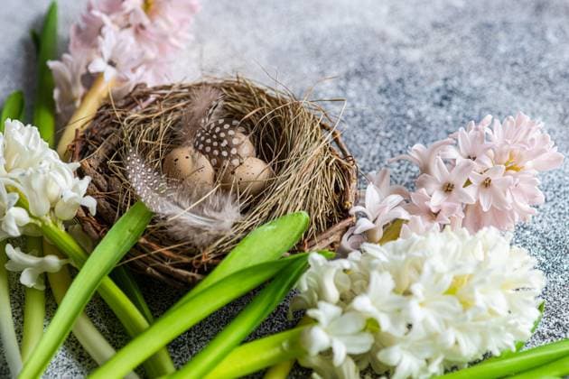 Easter nest with eggs and hyacinth flowers on concrete background AnnaBogush_ID12998_395388_021 Copyright: xAnnaxBogushx Model Released