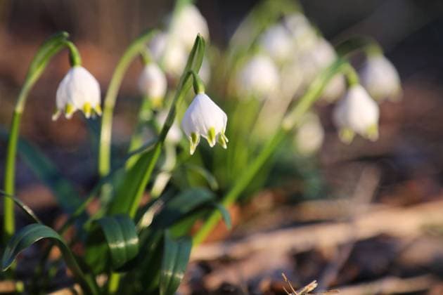Natur 01.03.2023, Ostramondra, Hohe Schrecke, Maerzenbecher, Fruehlingsknotenblume (Leucojum vernum) *** Nature 01 03 2023, Ostramondra, Hohe Schrecke, Maerzenbecher, Fruehlingsknotenblume Leucojum vernum