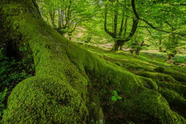 Scenic view of old tree roots covered with moss growing in green forest on sunny day JuanLopez_ID12881_391396_019 Copyright: xJuanxLopezx Model Released