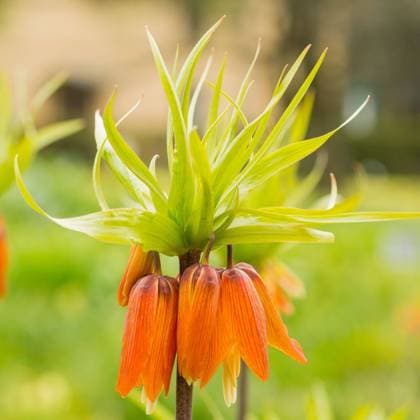 Beautiful flower background Fritillaria imperialis, luxury decorative flower. Perennial bulbous herbaceous plant Copyright: xZoonar.com NataliaxGdovskaiax 18277283
