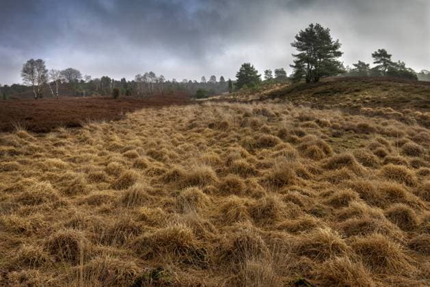 Europa; Deutschland; Niedersachsen; Lüneburger Heide; Wilseder Berg; Bäume; Winter; Blick über Gras- und Heideflächen am Wilseder Berg *** Europe Germany Lower Saxony Lüneburger Heide Wilseder mountain trees winter view over grass and heath at Wilseder mountain