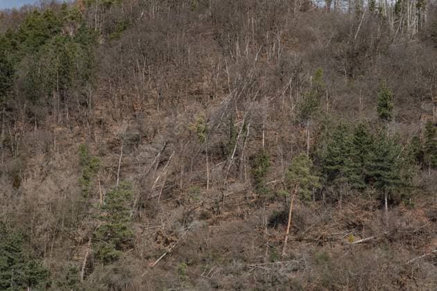 Waldsterben rund um Heimbach am 26. Februar 2023. GERMANY - AACHEN - HEIMBACH