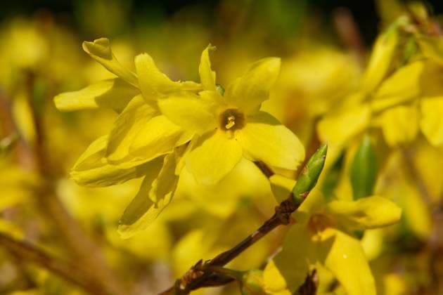 Blüte einer Forsythie Nahaufnahme einer Blüte eines Forsythien Strauchs im Frühling Copyright: xZoonar.com GERDxHARDERx 19660462