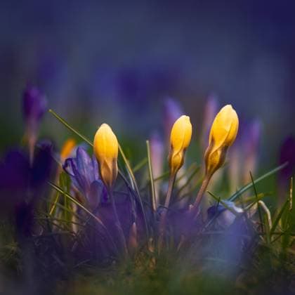 News Bilder des Tages Frühling Krokusse, fotografiert am 4. März 2023 in Berlin Adlershof. Adlershof Berlin Deutschland FH0A5883 *** Spring crocuses photographed on 4 March 2023 in Berlin Adlershof Adlershof Berlin Germany FH0A5883
